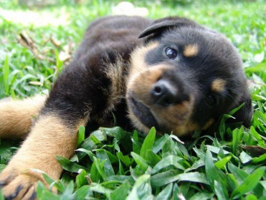 Es un animalito muy divertido y cariñoso. Es la mascota de toda la flia que somos todos adultos, pero cuando vienen los nietos o los tios todos juegan con él. A mí me tiene cautivada y lo adoro a pesar de que me muerde porque esta en etapa de dentición. Es muy inteligente y espero que siga así. Su padre de la misma raza es un perro entrenado por el ejército y esta en Campo de Mayo, no sé si los genes del entrenamiento se heredan pero a Coco le gusta saltarnos, creo que porque es cachorro.